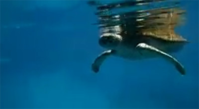 Sensasi Berenang Bersama Penyu di Danau Moko Kabupaten Muna