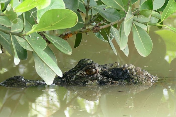 Buaya di Sungai Amazon, Black Caiman, Predator Terkuat di Atas Anakonda dan Piranha