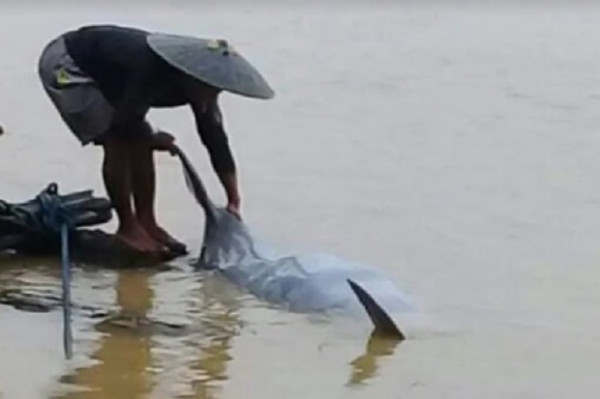 Diduga Tersetrum, Begini Kondisi Pesut yang Ditemukan Mati Terapung di Sungai Mahakam