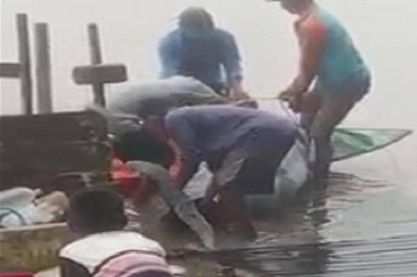 Diduga Tersetrum, Begini Kondisi Pesut yang Ditemukan Mati Terapung di Sungai Mahakam