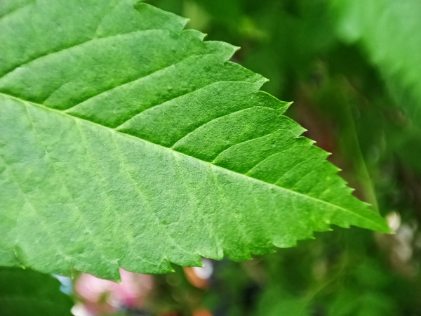 Mencoba Kamera Telemacro di Xiaomi 11T, Detail dan Ketajamannya Bikin Terkejut