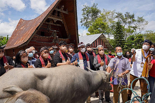 Desa Huta Tinggi Samosir, Destinasi Wisata Dekat Danau Toba yang Identik dengan Kerbau