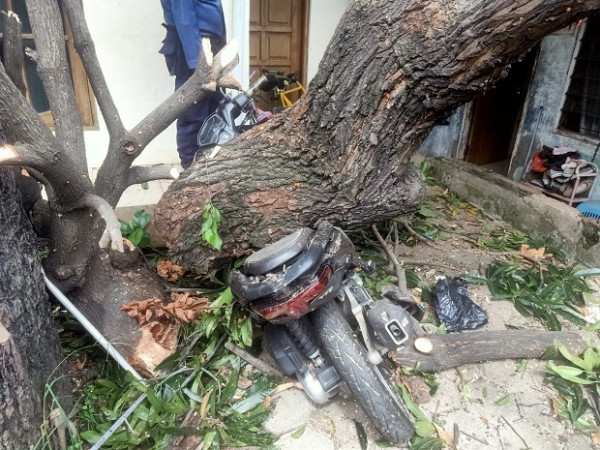 Pohon Besar Tumbang Timpa Rumah dan Sepeda Motor di Matraman