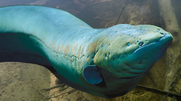 7 Ikan Air Tawar Paling Berbahaya, yang Terakhir Dikenal Suka Memakan Penis