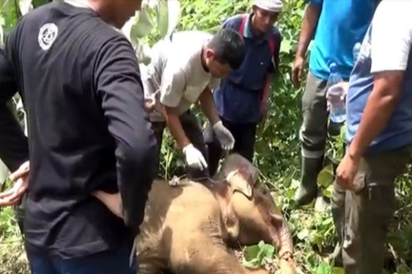Memilukan! Belalai Seekor Anak Gajah Sumatera Nyaris Putus Tersangkut Jerat Babi