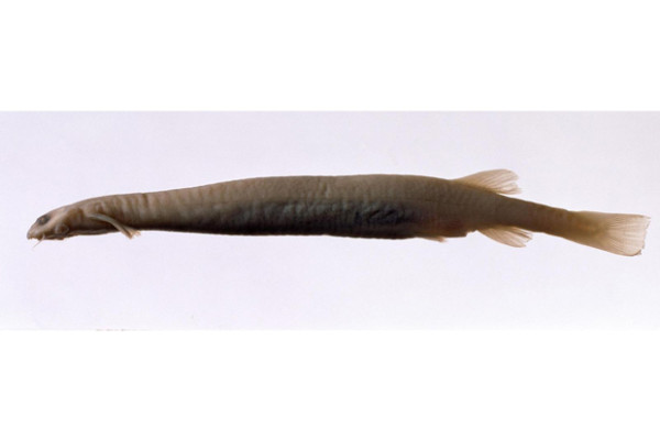 7 Ikan Air Tawar Paling Berbahaya, yang Terakhir Dikenal Suka Memakan Penis