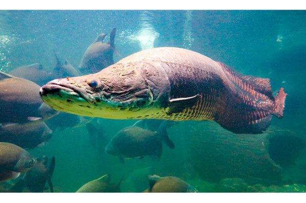 7 Ikan Air Tawar Paling Berbahaya, yang Terakhir Dikenal Suka Memakan Penis
