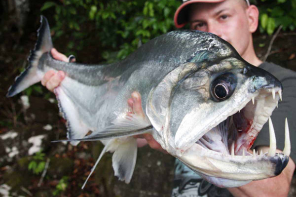 7 Ikan Air Tawar Paling Berbahaya, yang Terakhir Dikenal Suka Memakan Penis