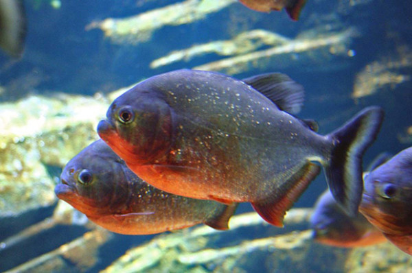 7 Ikan Air Tawar Paling Berbahaya, yang Terakhir Dikenal Suka Memakan Penis