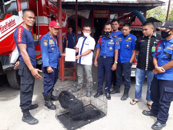 Harimau, Beruang hingga Binturong Berkeliaran, Warga Nagari di Sumbar Diimbau Berhati-hati