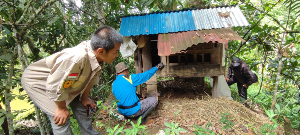 Harimau, Beruang hingga Binturong Berkeliaran, Warga Nagari di Sumbar Diimbau Berhati-hati