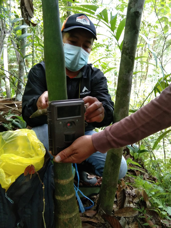 Harimau, Beruang hingga Binturong Berkeliaran, Warga Nagari di Sumbar Diimbau Berhati-hati