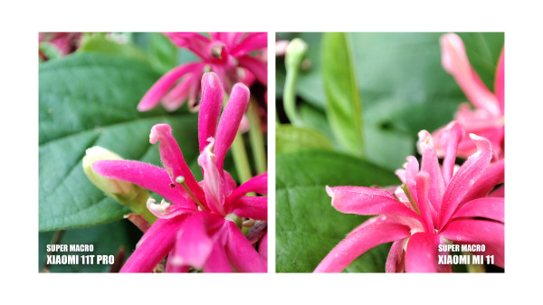 Komparasi Foto Xiaomi Mi 11 vs Xiaomi 11T Pro, Mana yang Terbaik?