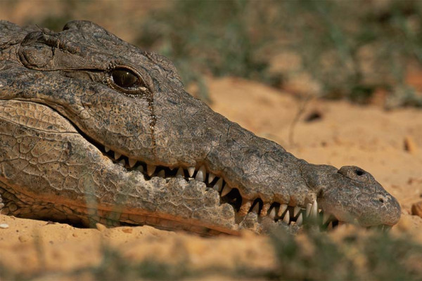 8 Fakta Menarik Tentang Buaya, Semua di Luar Nalar