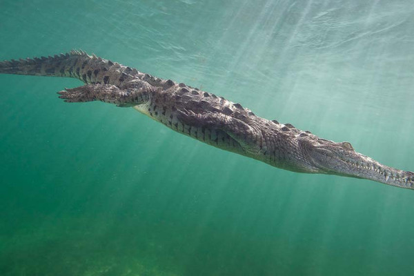 8 Fakta Menarik Tentang Buaya, Semua di Luar Nalar
