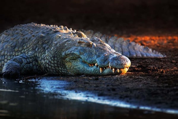 5 Sungai dengan Buaya Terbanyak dan Paling Berbahaya di Dunia