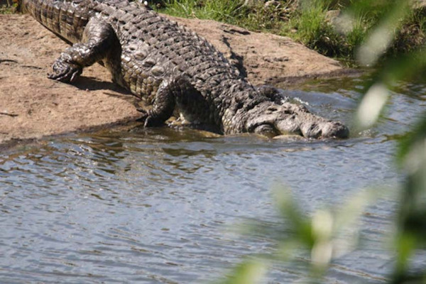 5 Sungai dengan Buaya Terbanyak dan Paling Berbahaya di Dunia