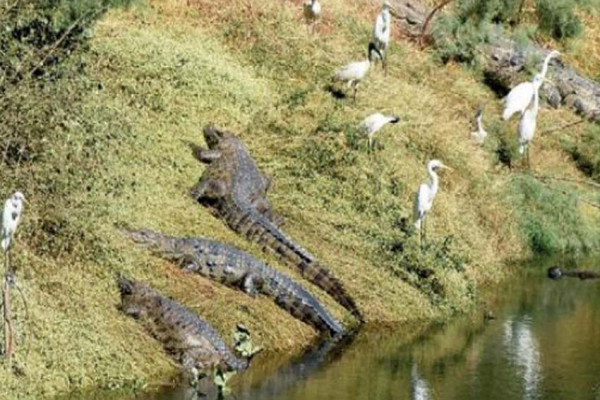 5 Sungai dengan Buaya Terbanyak dan Paling Berbahaya di Dunia