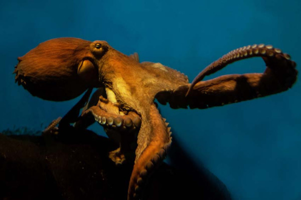 5 Monster Laut yang Masih Eksis, Hati-Hati Ada yang Suka Memangsa Manusia