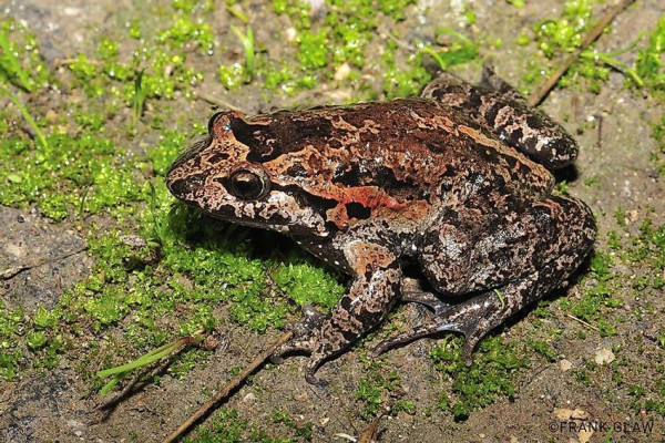 10 Hewan Purba yang Masih Hidup Sampai Sekarang, Nomor 4 dan 7 Imut Banget
