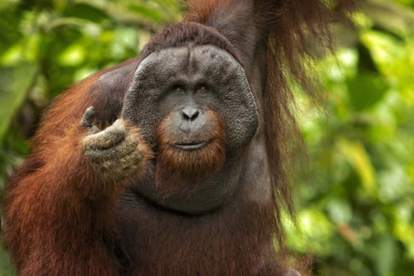 5 Hewan Langka yang Harus Kamu Lihat Sebelum Punah