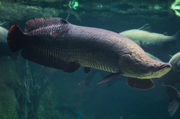 5 Ikan Terbesar di Sungai Amazon, Nomor 4 Pernah Meneror di Waduk Jatiluhur