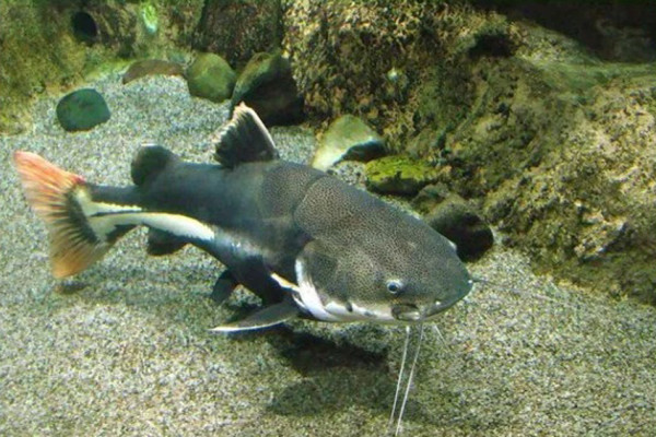 5 Ikan Terbesar di Sungai Amazon, Nomor 4 Pernah Meneror di Waduk Jatiluhur