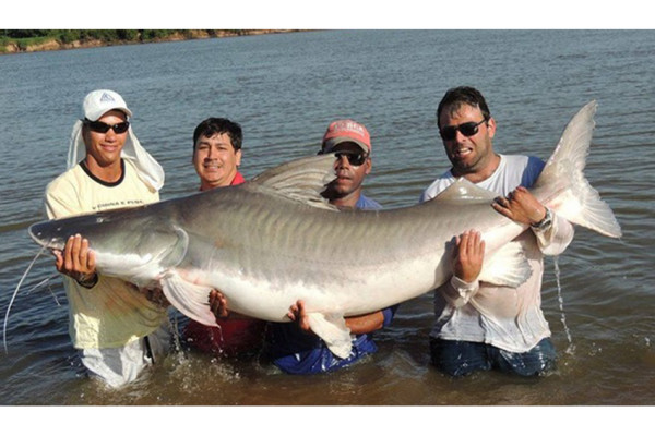5 Ikan Terbesar di Sungai Amazon, Nomor 4 Pernah Meneror di Waduk Jatiluhur