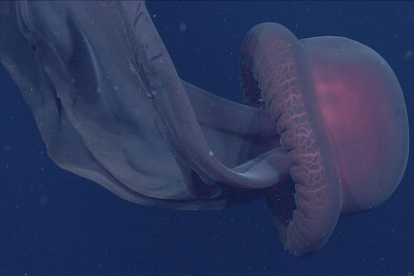 Fenomena Langka, Penampakan Ubur-Ubur Hantu Raksasa di Teluk California