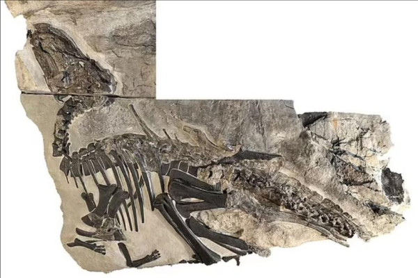 Fosil Dinosaurus Terbesar dan Terlengkap Berusia 80 Juta Tahun Ditemukan di Italia