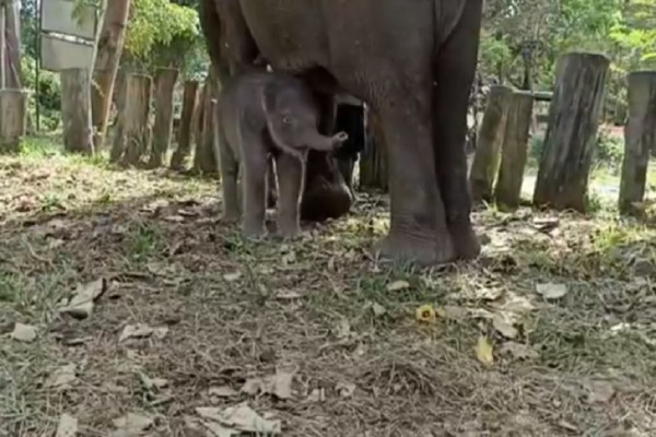 Imut, Penampakan Anak Gajah dari Induk Berusia 45 Tahun di Taman Nasional Teso Nilo