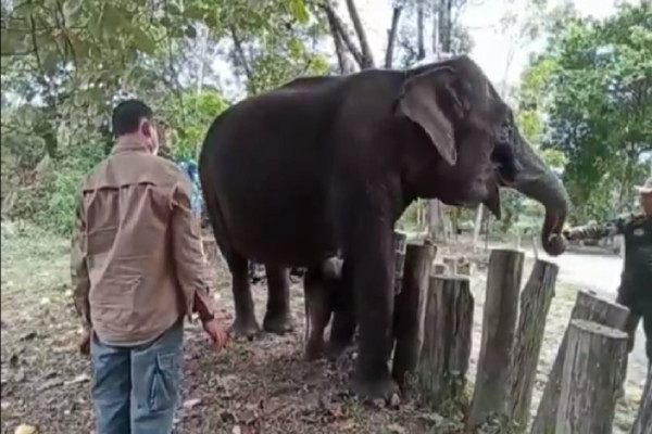 Imut, Penampakan Anak Gajah dari Induk Berusia 45 Tahun di Taman Nasional Teso Nilo