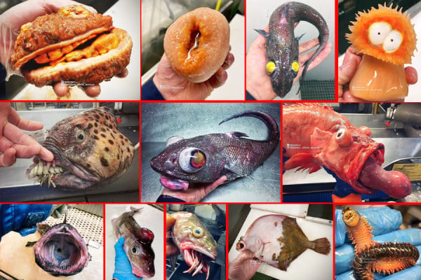Temuan Mengerikan Nelayan Rusia, dari Ikan Burger Keju Bergigi hingga Ikan Alien