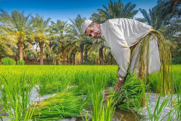 Ini Rahasia Bagaimana Pepohonan Hijau Tumbuh di Gurun Pasir Arab Saudi