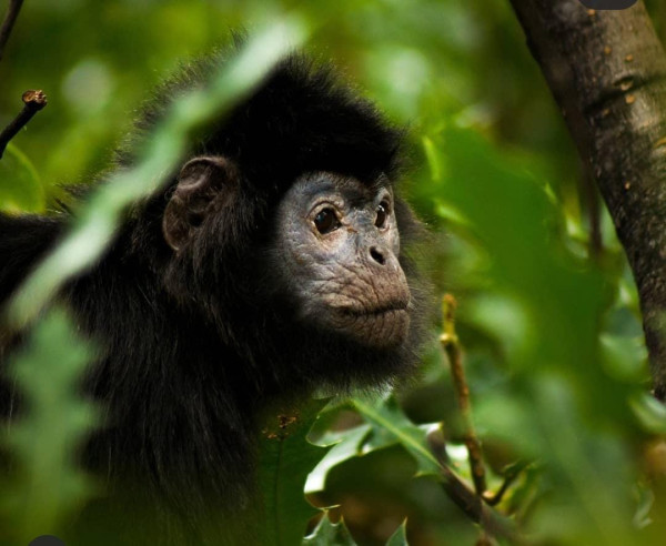 Habitat Lutung Jawa Muaragembong Bekasi Terancam Punah