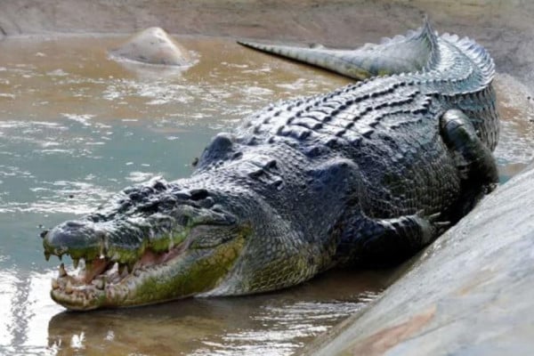 10 Buaya Terbesar di Dunia yang Pernah Tercatat Resmi
