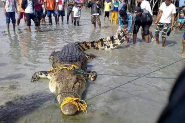 10 Buaya Terbesar di Dunia yang Pernah Tercatat Resmi