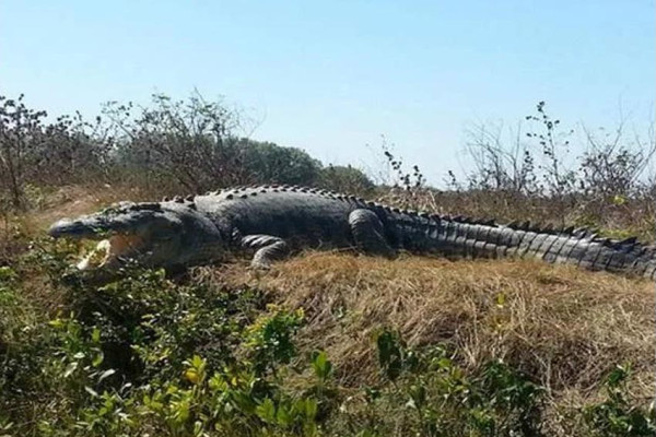 10 Buaya Terbesar di Dunia yang Pernah Tercatat Resmi