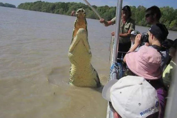 10 Buaya Terbesar di Dunia yang Pernah Tercatat Resmi