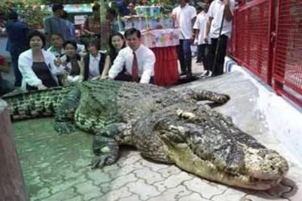 10 Buaya Terbesar di Dunia yang Pernah Tercatat Resmi
