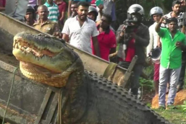 10 Buaya Terbesar di Dunia yang Pernah Tercatat Resmi