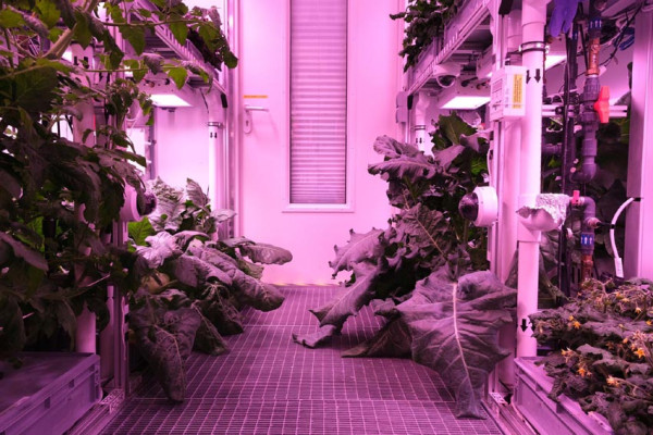 Panen Sayuran Melimpah di Rumah Kaca Antartika, Pertanda Baik untuk Kolonisasi Mars