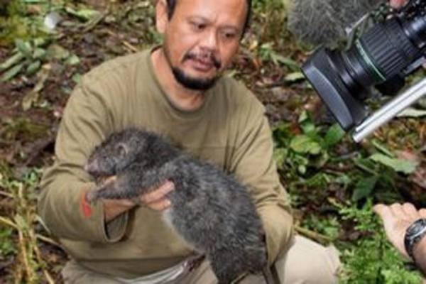 Tikus Terbesar di Indonesia, Ditemukan di Flores dan Papua