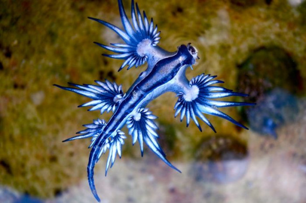 TikToker Mengira Siput Naga Biru Beracun Sebagai Pokemon
