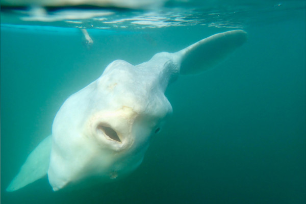 Ikan Mola-Mola Raksasa Seberat 2.000 Kilogram Berjemur di Pantai Laguna California