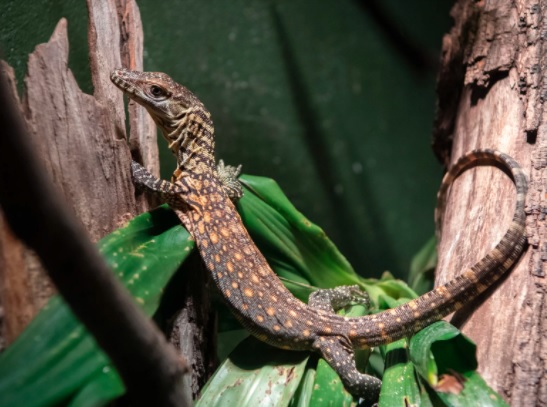 6 Komodo Pertama Lahir di Bonbin Bronx AS setelah Penantian 122 Tahun