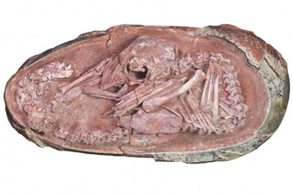 Disebut Fosil Terindah, Ini Embrio Dinosaurus Berusia 66 Juta Tahun