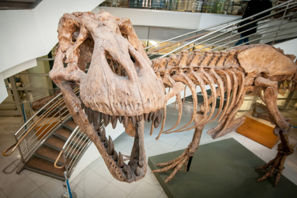 10 Penemuan Dinosaurus Luar Biasa Selama Tahun 2021, Nomor 7 Bergigi Seperti Hiu