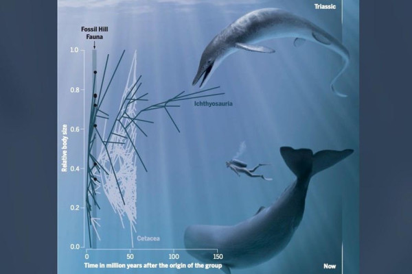 Ini Monster Laut Zaman Dinosaurus, Panjang 17 Meter Hidup 247 Juta Tahun Lalu