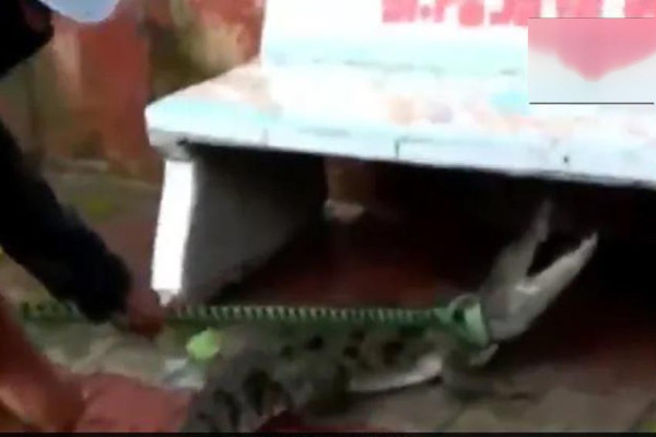 4 Penampakan Buaya di Tempat Umum, Ada yang Muncul di Atas Jembatan saat Banjir